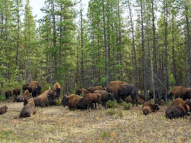 Southbound from the Yukon (September 2025) Watson Lake, Smith River Falls, Liard River Hot Springs, Chetwynd, Marble Canyon, Lillooet, Nairn...