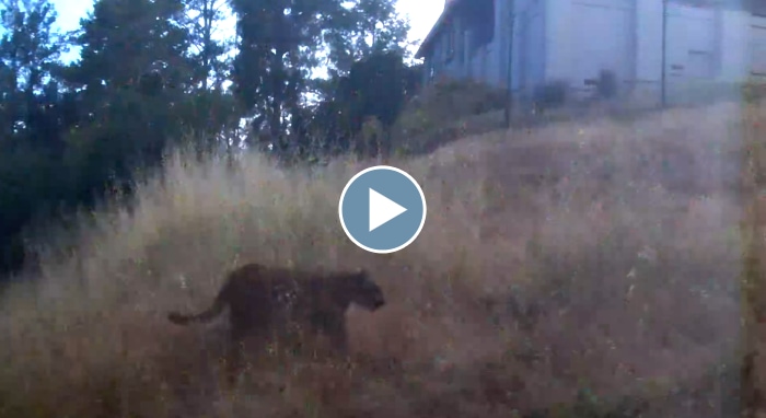 Mountain Lion in the Yard – May 2025