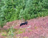 DSC05249 Black bear cub