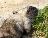 DSC05267 Lots of big, very tame marmots