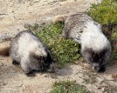 IMG_2424 Lots of big, very tame marmots