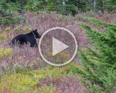 mt-rainier A three-minute video of our visit to Mt. Rainier