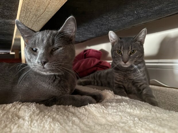 New Cats in the House