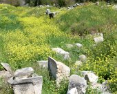 DSC03321 Aphrodisias