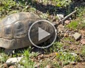 tortoise