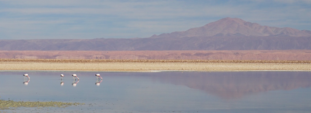 Pink flamingos in the Salar de Atacama